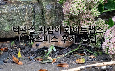 턱관절 지킴이🛡️ 화이트랩스 마우스피스 후기 & 꿀팁🍯