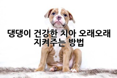 댕댕이 건강한 치아, 오래오래 지켜주는 방법